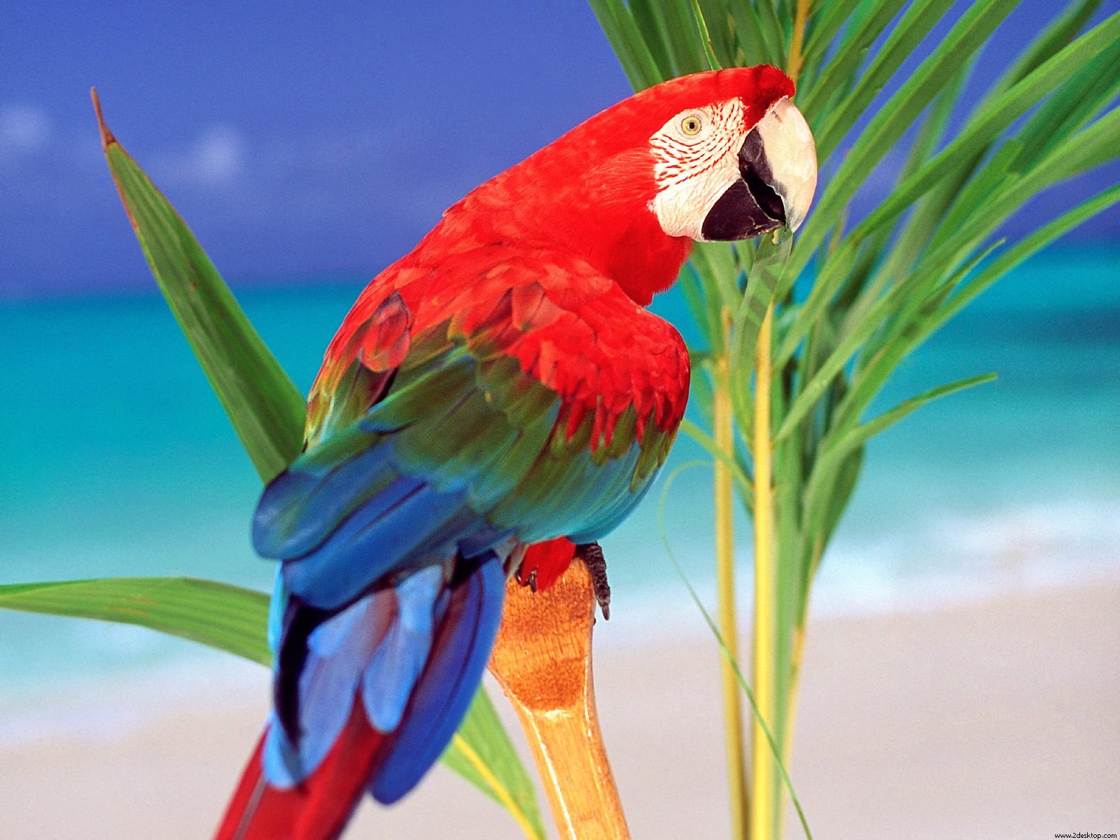 Tropical Colors Parrot7217715666